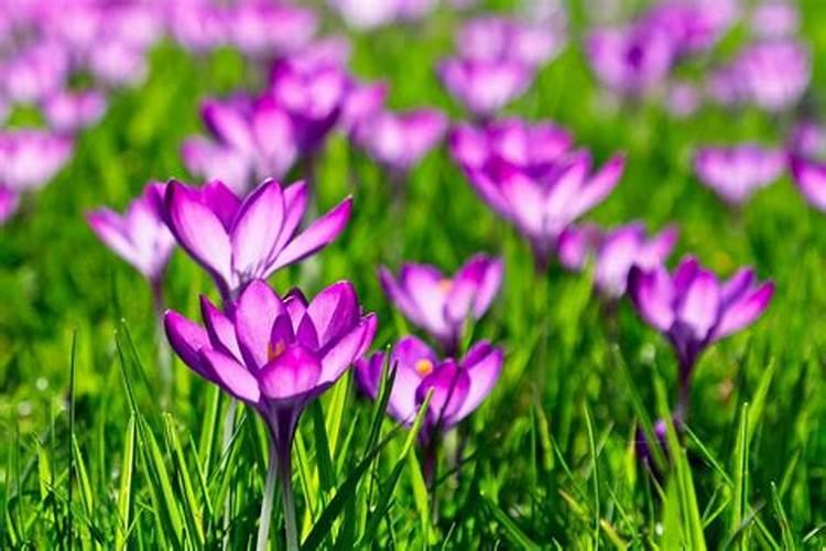红花是什么花？
