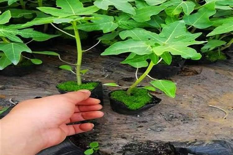 旱地种植谷子地膜覆盖可以解决雨水少等问题吗？
