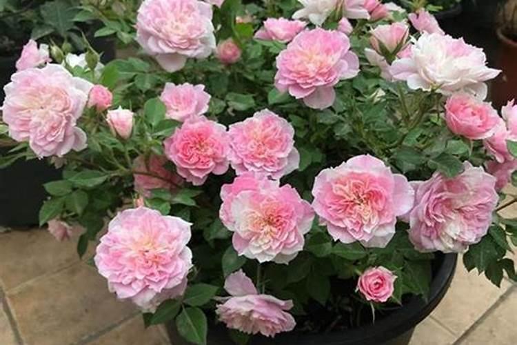 黄芪怎么除草,要用什么除草剂？黄芪在什么温度下除草最安全？