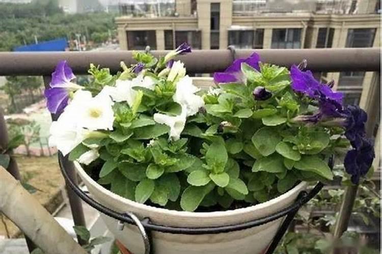 山茶花开花蕾时能喷硫酸亚铁吗？