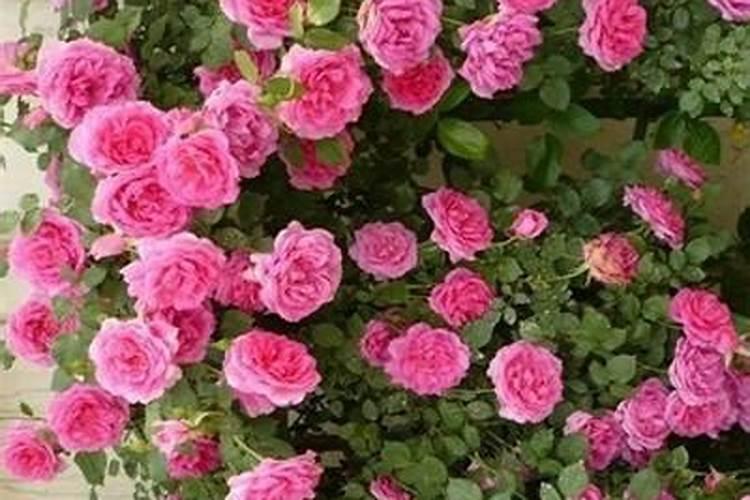 蔷薇花怎么施肥