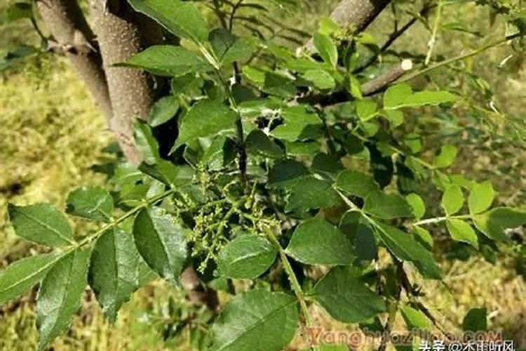 花椒幼树怎样施肥