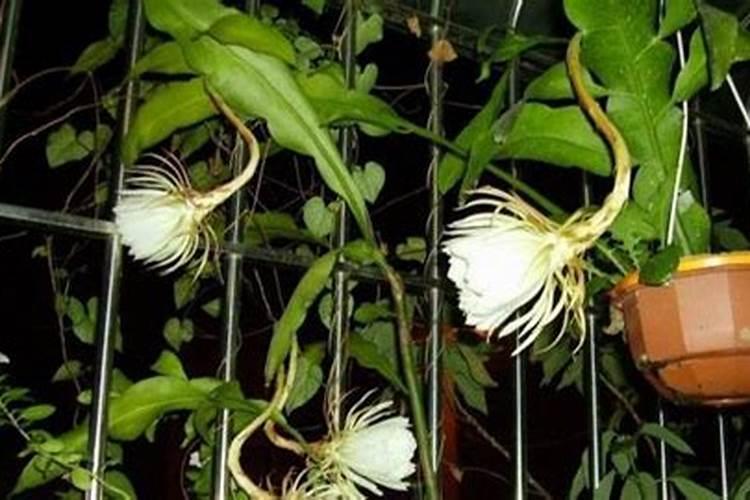 昙花专用肥可以给蟹爪兰上吗？