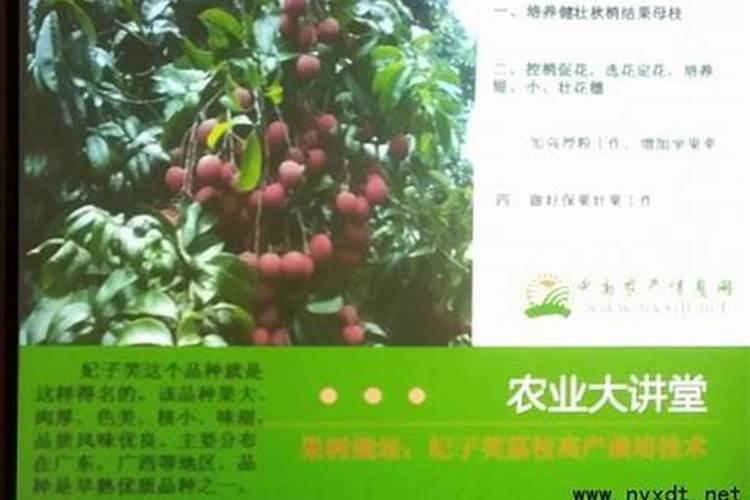妃子笑果实又小又红怎么办？