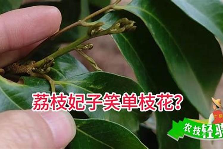 妃子笑果实又小又红怎么办？
