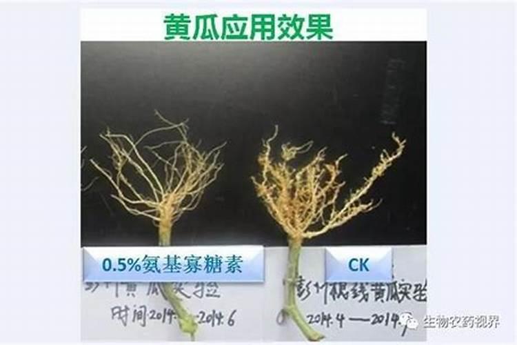 玉米除草剂能不能与磷酸二氢钾和氨基寡糖素混用？