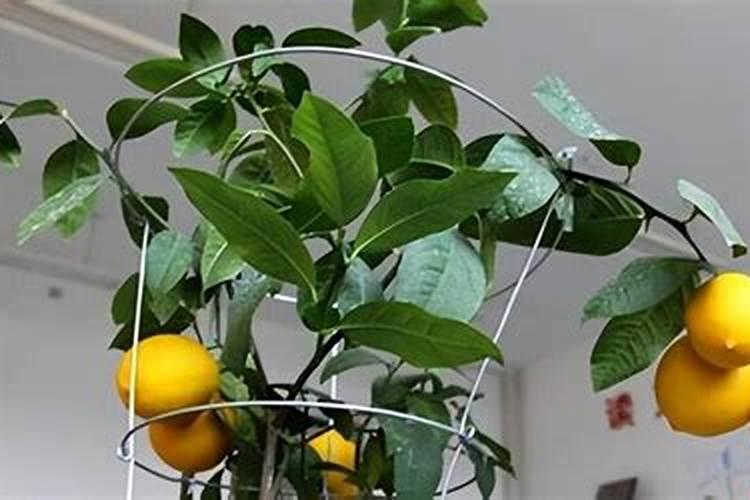 盆栽柠檬最好的肥料是什么？