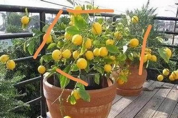 柠檬养殖方法和注意事项