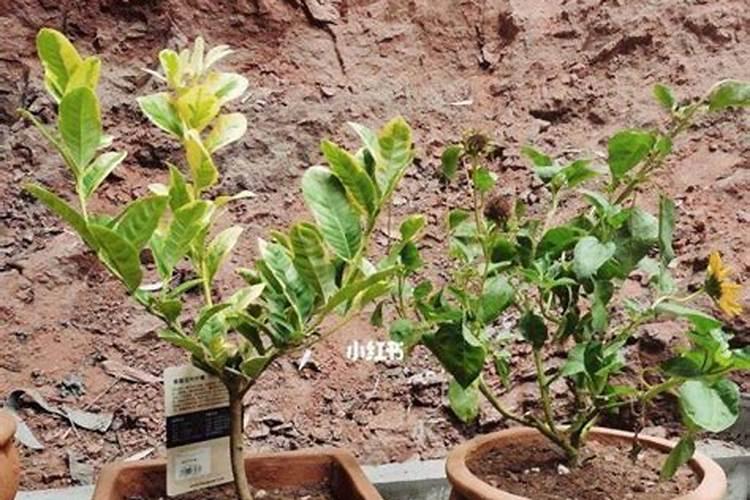 柠檬好养吗 养殖方法和养护要点