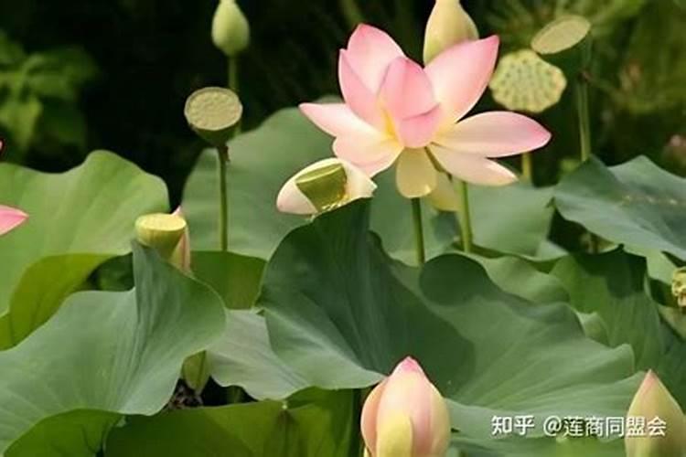 氮磷钾对玉米有什么好处