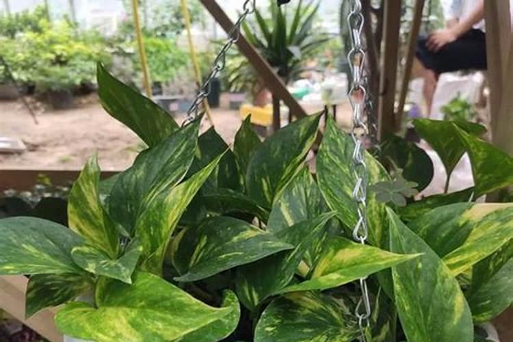 碳铵化肥能当花肥施吗