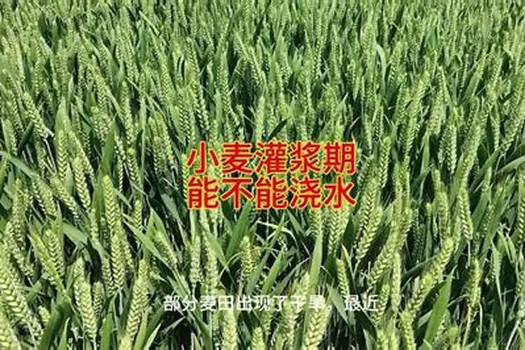 小麦灌浆期使用氯化胆碱能和芸苔素一块用吗