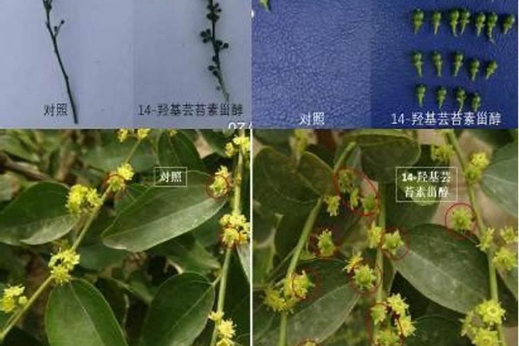 怎样用芸苔素内脂梨树秋季保叶？