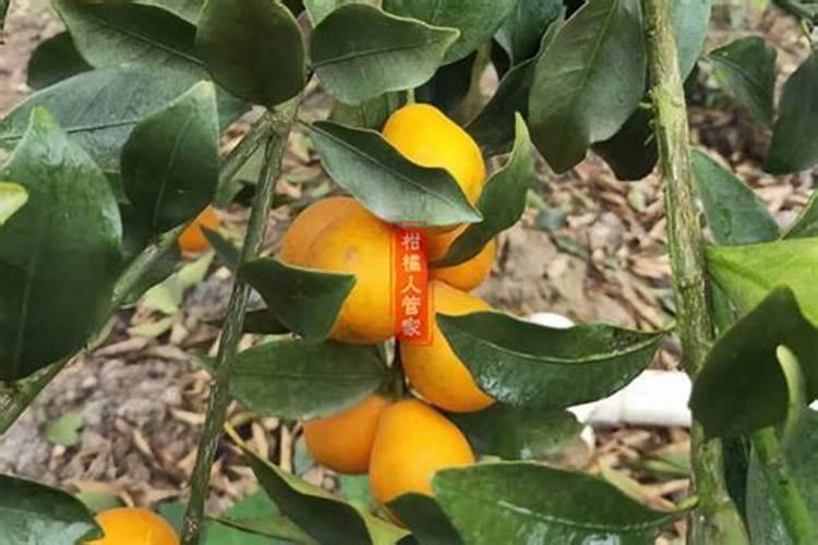 金银花地打叶面肥和杀虫剂,用磷酸二氢钾和高氯甲维盐比例是多少呢？要对...