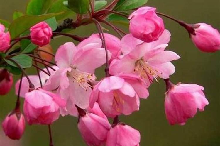 玫瑰花施肥施什么肥料
