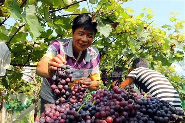 葡萄园防风指南:从洛阳农人的血泪史中总结的5大实战经验