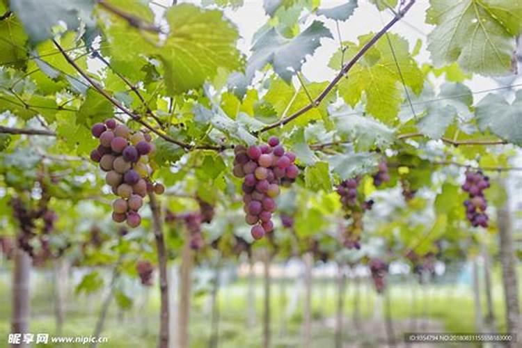 葡萄的生长周期有多长？