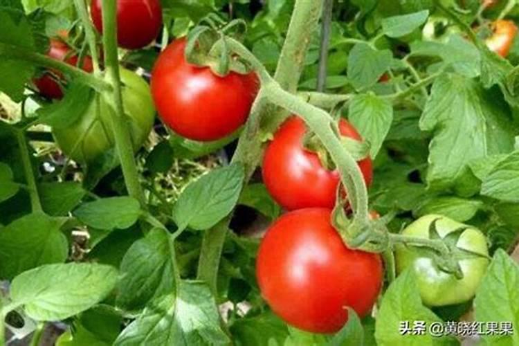钾肥对水稻的作用及功能,钾肥过量会出现什么问题