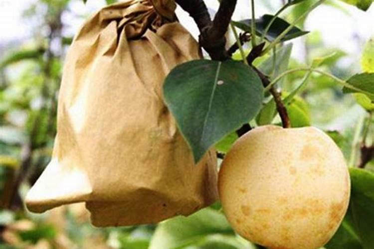 梨树什么时候套袋好？套袋后如何施肥呢？