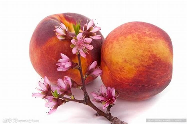 花生米能给什么花当肥料  花生需要什么肥料