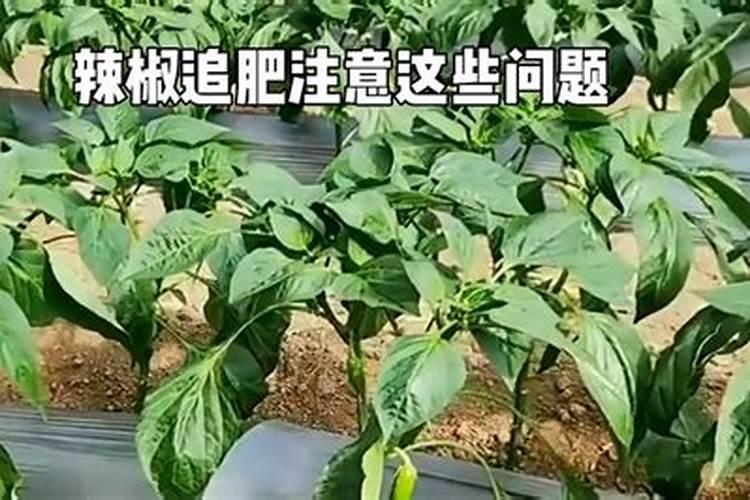 辣椒用什么肥料好