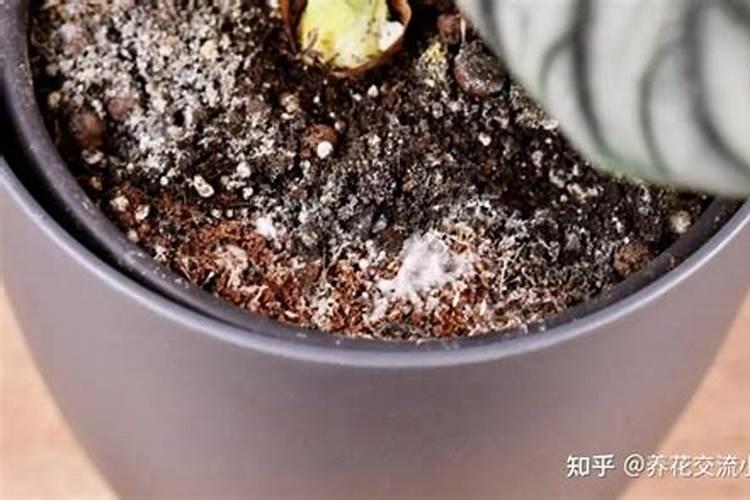 木薯有很多的栽种方法,你知道有哪些吗？