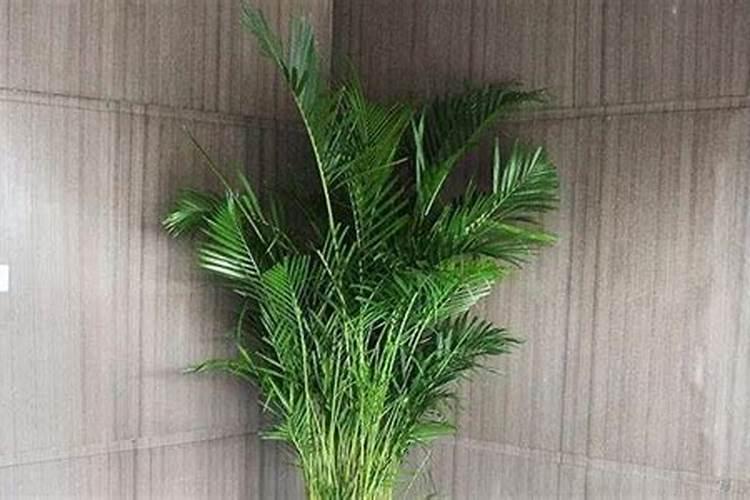 凤尾竹需要什么肥料