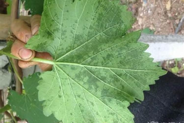 棉花使用海藻硼好还是糖醇硼好