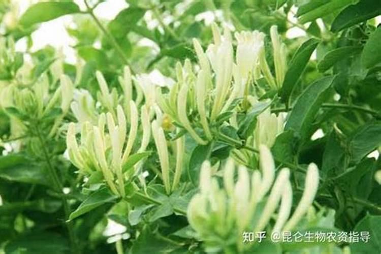 黄腐酸钾 和 黄腐植酸钾 一样吗