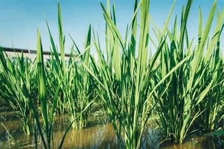 氮磷钾复合肥适合什么花 氮磷钾复合肥使用方法