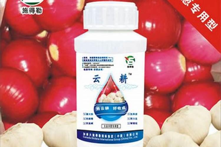 大蒜洋葱露地一膜覆盖的春季如何管理才能高产