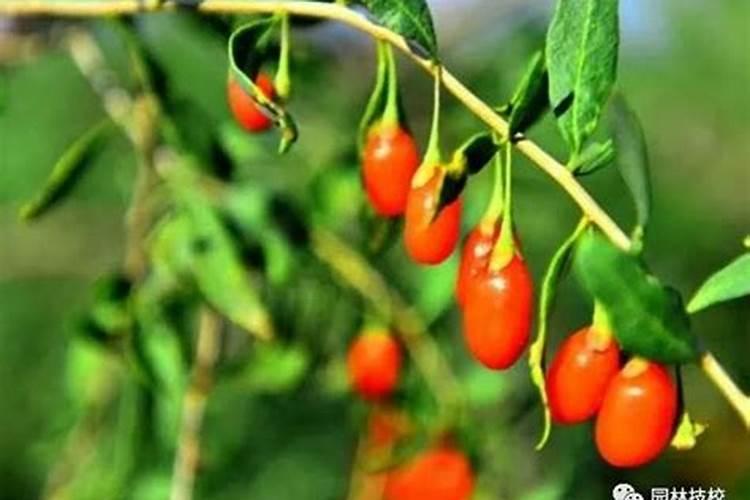 枸杞几月份开花结果 什么时候结果实