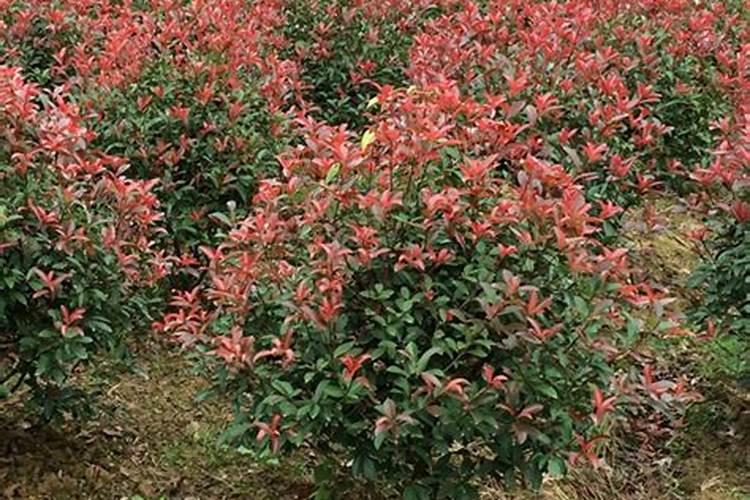 红叶石楠球t该怎样种植成活率高？