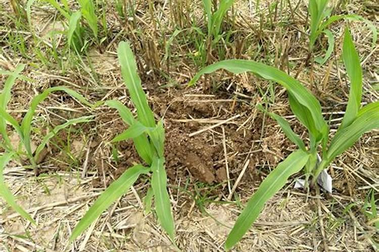 玉米生长期施肥应注意什么