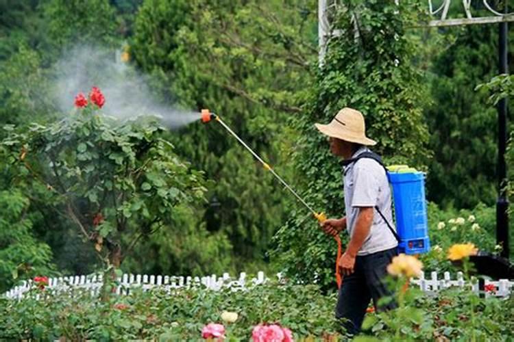 棉花戴帽出土喷什么叶面肥好？