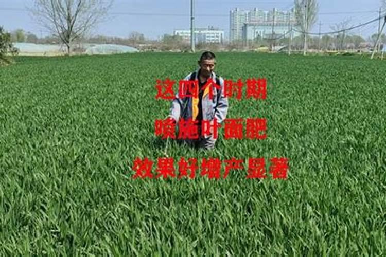 小麦叶面肥喷施要点