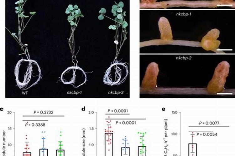 豆科植物与根瘤菌是什么关系