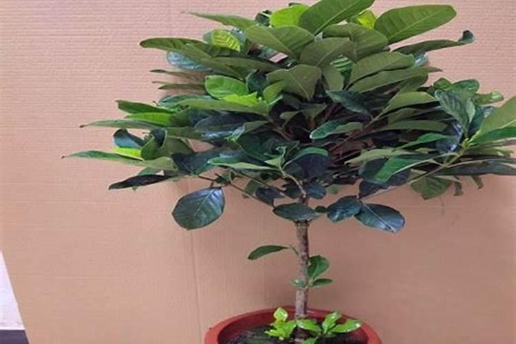 栀子花施什么肥栀子花怎么施肥