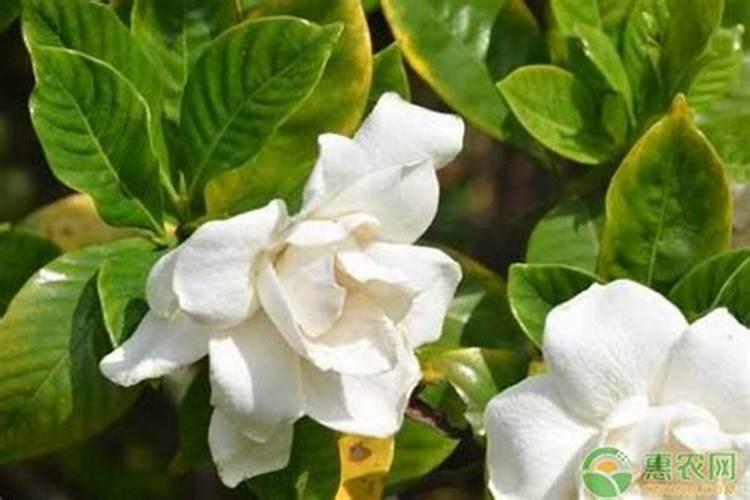 栀子花花苞期怎么施肥