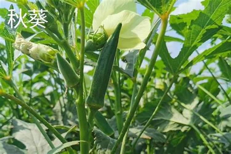 黄秋葵需要什么肥料