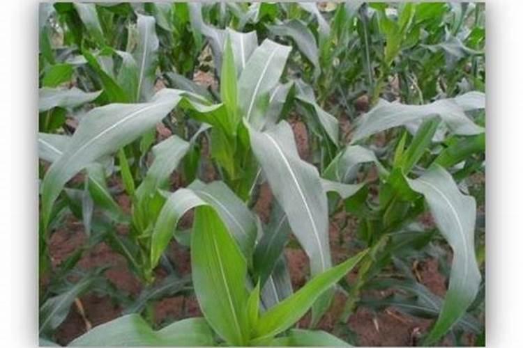 玉米控旺能加芸苔素吗 什么时候喷施效果好