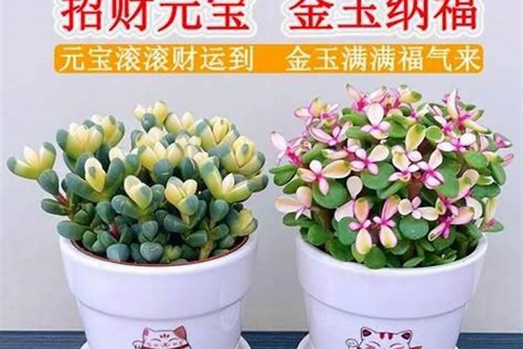氨基酸肥料的功效与作用,氨基酸肥料和腐殖酸肥料有什么区别