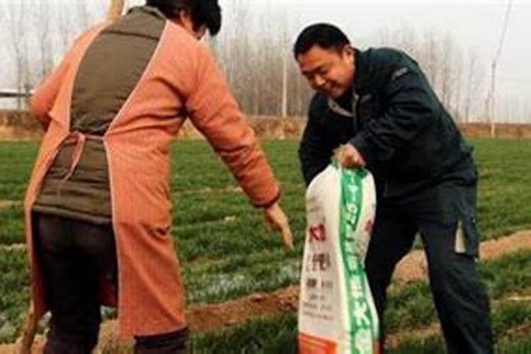 金桔用什么肥料最好最旺