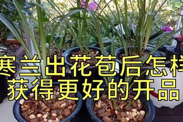 六月建兰刚有花剑能施肥吗？建兰出花剑后的施肥方法