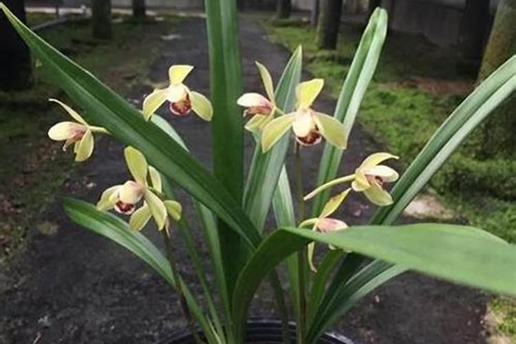 建兰什么时候开花,养殖方法是怎样的？