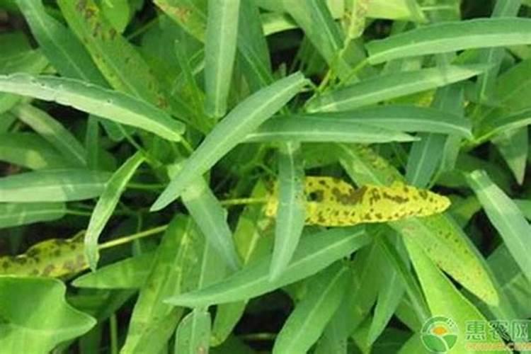 空心菜黄叶用什么肥和药