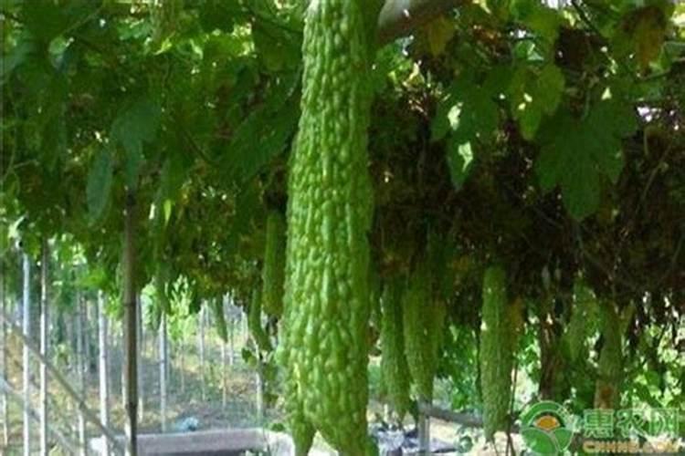 磷酸二氢钾多少钱一公斤,正规的磷酸二氢钾多少钱一公斤啊？如果买到假...
