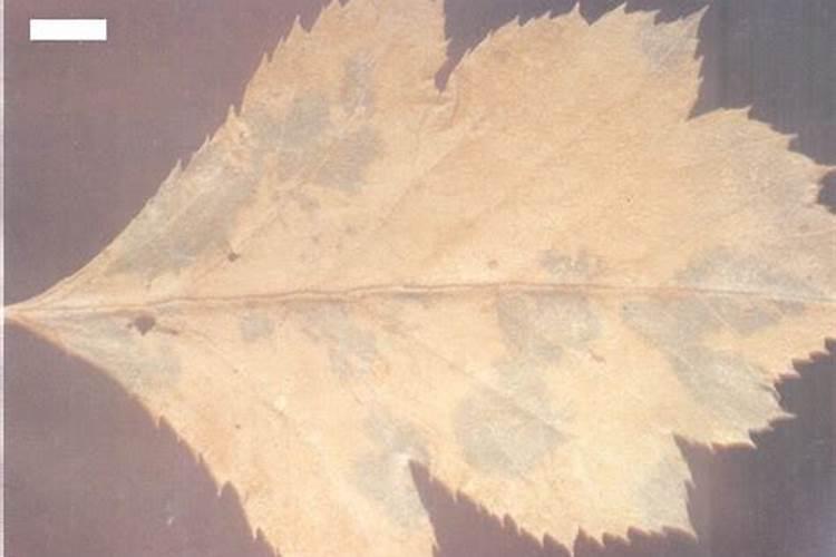 山楂花霜冻了怎么补救？