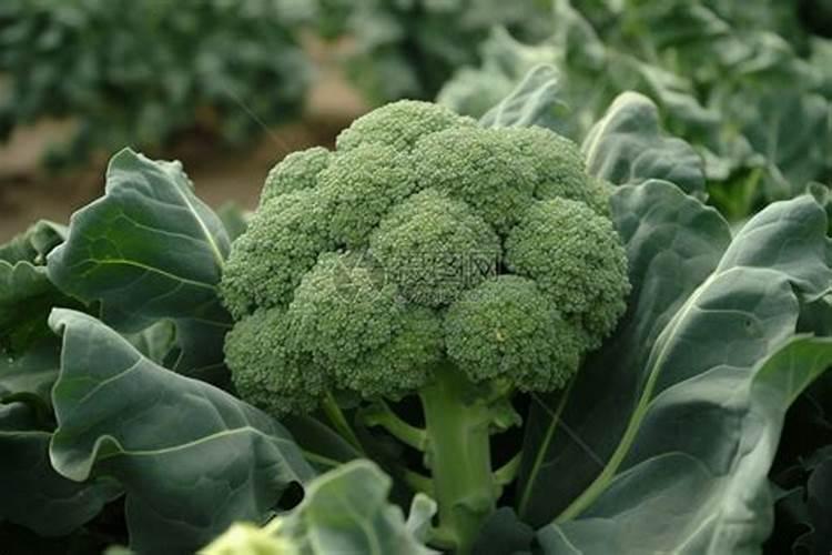 西兰花出现黄化米粒的问题要怎么处理才好