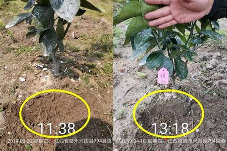 八冃份脐橙可以打芸苔素吗？